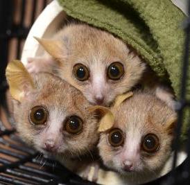 Three mouse lemurs (<i>Microcebus murinus</i>) peer cautiously from their nesting tube at the sound of an approaching Duke Lemur Center technician who might just be carrying snacks. Three mouse lemurs (<i>Microcebus murinus</i>) peer cautiously from their nesting tube at the sound of an approaching Duke Lemur Center technician who might just be carrying snacks.