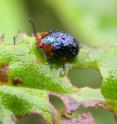 This leaf beetle, which lives in the cloud forest on the east slope of the Andes Mountains in Ecuador, is from the family Chrysomelidae. Climate change could have a much bigger impact on such tropical species than scientists previously thought.