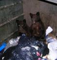 According to a study by researchers from the Wildlife Conservation Society, black bears that become habituated on human food and garbage do not necessarily learn these behaviors from their mother as previously assumed. According to a study by researchers from the Wildlife Conservation Society, black bears that become habituated on human food and garbage do not necessarily learn these behaviors from their mother as previously assumed.