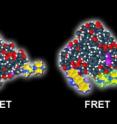 This image illustrates fluorescence resonance energy transfer works. With FRET, the illuminated yellow molecules come together, signaling that they are transferring energy in the living cell. This image illustrates fluorescence resonance energy transfer works. With FRET, the illuminated yellow molecules come together, signaling that they are transferring energy in the living cell.