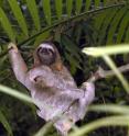 Three-toed sloth Three-toed sloth