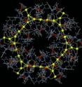A giant, crown-like Au36 ring aggregate with continuous metal-metal contacts (see picture; gold(I) centers are in ball and stick representation) is formed by an Au(I)-Au(I) bonding interaction directed self-assembly. A giant, crown-like Au36 ring aggregate with continuous metal-metal contacts (see picture; gold(I) centers are in ball and stick representation) is formed by an Au(I)-Au(I) bonding interaction directed self-assembly.