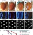 a–d, External (top) and internal (bottom) retinal cryosections of eyes of 1-day-old flies. a, Flies expressing gmr-GAL4 alone or b with mblB2–E1 have normal eye morphology. c, Flies expressing SCA3trQ61 have a mild loss of pigmentation, and slightly disrupted internal retinal morphology. d, Flies expressing SCA3trQ61 with mblB2–E1 show severe external degeneration and collapse of the retina. Genotypes w;gmr-GAL4 UAS-SCA3trQ61 in trans to c w or d mblB2–E1. Scale bar in d, 5 mum for retinal sections. e–h, Retinal pseudopupils of 1-day-old flies. e, Flies expressing elav-GAL4 alone or f with MblA have a normal pattern of seven photoreceptors per ommatidium. g, Flies expressing SCA3trQ78 show mild loss of retinal integrity (arrows), with 5.8 plusminus 0.4 s.d. photoreceptors per ommatidium (n = 200 ommatidia). Genotype elav-GAL4/+;UAS-SCA3trQ78/+. h, Co-expression of MblA with SCA3trQ78 enhances photoreceptor loss to 3.0 plusminus 0.5 s.d. (n = 200 ommatidia; significant difference from g, P < 0.0001 (two-tailed unpaired Student's t-test)). Genotype elav-GAL4/+;UAS-mblA/+;UAS-SCA3trQ78/+. i, Neuronal toxicity by lifespan analysis. Upregulation of MblA further shortened the lifespan of SCA3trQ78 flies, whereas downregulation of mbl (flies heterozygous for allele mblE27) extended lifespan (P < 0.001, SCA3trQ78 and SCA3trQ78/mblE27, SCA3trQ78 and SCA3trQ78/mblA, log-rank analysis). Mean plusminus s.d.; n = 170–220 flies for each genotype. Genotypes for SCA3trQ78 and SCA3trQ78/mblA are the same as g and h, SCA3trQ78/mblE27 is elav-GAL4/+;mblE27/+;UAS-SCA3trQ78/+. a–d, External (top) and internal (bottom) retinal cryosections of eyes of 1-day-old flies. a, Flies expressing gmr-GAL4 alone or b with mblB2–E1 have normal eye morphology. c, Flies expressing SCA3trQ61 have a mild loss of pigmentation, and slightly disrupted internal retinal morphology. d, Flies expressing SCA3trQ61 with mblB2–E1 show severe external degeneration and collapse of the retina. Genotypes w;gmr-GAL4 UAS-SCA3trQ61 in trans to c w or d mblB2–E1. Scale bar in d, 5 mum for retinal sections. e–h, Retinal pseudopupils of 1-day-old flies. e, Flies expressing elav-GAL4 alone or f with MblA have a normal pattern of seven photoreceptors per ommatidium. g, Flies expressing SCA3trQ78 show mild loss of retinal integrity (arrows), with 5.8 plusminus 0.4 s.d. photoreceptors per ommatidium (n = 200 ommatidia). Genotype elav-GAL4/+;UAS-SCA3trQ78/+. h, Co-expression of MblA with SCA3trQ78 enhances photoreceptor loss to 3.0 plusminus 0.5 s.d. (n = 200 ommatidia; significant difference from g, P < 0.0001 (two-tailed unpaired Student's t-test)). Genotype elav-GAL4/+;UAS-mblA/+;UAS-SCA3trQ78/+. i, Neuronal toxicity by lifespan analysis. Upregulation of MblA further shortened the lifespan of SCA3trQ78 flies, whereas downregulation of mbl (flies heterozygous for allele mblE27) extended lifespan (P < 0.001, SCA3trQ78 and SCA3trQ78/mblE27, SCA3trQ78 and SCA3trQ78/mblA, log-rank analysis). Mean plusminus s.d.; n = 170–220 flies for each genotype. Genotypes for SCA3trQ78 and SCA3trQ78/mblA are the same as g and h, SCA3trQ78/mblE27 is elav-GAL4/+;mblE27/+;UAS-SCA3trQ78/+.