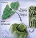 Both lignin and cellulose are found in the rigid cell walls of the xylem cells (those that conduct water) in the primitive plant, Selaginella. Both lignin and cellulose are found in the rigid cell walls of the xylem cells (those that conduct water) in the primitive plant, Selaginella.