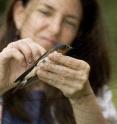 University of Colorado at Boulder Assistant Professor Rebecca Safran of the ecology and evolutionary biology department retrieves a North American barn swallow from a mist net for marking and release. University of Colorado at Boulder Assistant Professor Rebecca Safran of the ecology and evolutionary biology department retrieves a North American barn swallow from a mist net for marking and release.