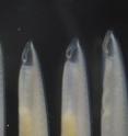 The marine invertebrate known as the lancelet, or amphioxus, has tentacle-like strands called oral cirri that strain phytoplankton out of the water.