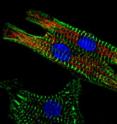 Pu and Zhou tagged the Wt-1 expressing epicardial cells with a fluorescent red protein, then allowed the cells to differentiate. The image shows a descendent cardiomyocyte (green) that carries the same red marker, and another cell that arose from different origins. (The blue stain indicates cell nuclei). Pu and Zhou tagged the Wt-1 expressing epicardial cells with a fluorescent red protein, then allowed the cells to differentiate. The image shows a descendent cardiomyocyte (green) that carries the same red marker, and another cell that arose from different origins. (The blue stain indicates cell nuclei).