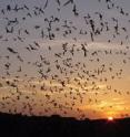 New research explores data that shows the high-pitched chirps bats make produce changes in brain activity that may be important for helping them "picture" and analyze their environment, turn their head and ears, and cue memory. The research, which looks beyond the last 40 years of research into how bats process sound, may eventually benefit people who are blind.