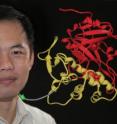 Kevin C. Chen, an FSU assistant professor of chemical and biomedical engineering. Kevin C. Chen, an FSU assistant professor of chemical and biomedical engineering.