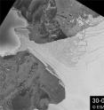The Wilkins Ice Shelf is experiencing further disintegration. This animation, comprised of images acquired by Envisat;s Advanced Synthetic Aperture Radar between May 30 and July 9, 2008, shows the break-up event which began on 28 June on the east (right) rather than the on west (left) like the previous event that occurred last month. By July 8, a fracture that could open the ice bridge was visible. The Wilkins Ice Shelf is experiencing further disintegration. This animation, comprised of images acquired by Envisat;s Advanced Synthetic Aperture Radar between May 30 and July 9, 2008, shows the break-up event which began on 28 June on the east (right) rather than the on west (left) like the previous event that occurred last month. By July 8, a fracture that could open the ice bridge was visible.