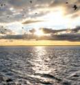The Chesapeake Bay, like other East Coast estuaries, suffers from pollution by excess nitrogen.
