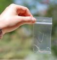 To lure beetles, UC Riverside entomologist Jocelyn Millar and University of Illinois entomologist Larry Hanks used small plastic bags with a dose of the pheromone, which slowly bleeds through the plastic. To lure beetles, UC Riverside entomologist Jocelyn Millar and University of Illinois entomologist Larry Hanks used small plastic bags with a dose of the pheromone, which slowly bleeds through the plastic.