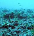 During a recent research expedition to Kiritimati, or Christmas Island, Jeremy Jackson and other researchers documented a coral reef overtaken by algae, featuring murky waters and few fish. The researchers say pollution, overfishing, warming waters or some combination of the three are to blame. During a recent research expedition to Kiritimati, or Christmas Island, Jeremy Jackson and other researchers documented a coral reef overtaken by algae, featuring murky waters and few fish. The researchers say pollution, overfishing, warming waters or some combination of the three are to blame.