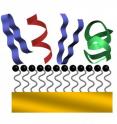 Short bits of protein called peptides form various shapes (in red, blue and green) when deposited on a specially prepared surface by an electrospray method. Short bits of protein called peptides form various shapes (in red, blue and green) when deposited on a specially prepared surface by an electrospray method.