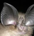The big-eared horseshoe bat, <I>Rhinolophus macrotis</I>. The big-eared horseshoe bat, <I>Rhinolophus macrotis</I>.