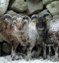 Oldest sheep make larger contributions to population growth when conditions are harsh. Oldest sheep make larger contributions to population growth when conditions are harsh.