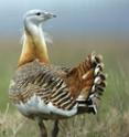 The fifth batch of Great Bustards is being released on Sep. 25.