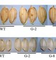 The researchers created transgenic lines of rice (G-2 and G-8) in which the GIF1 gene was overexpressed. Compared to normal strains (WT), they found that the transgenic rice had larger and heavier grains. In this figure, the grains on the top are from white rice and the grains on the bottom are from brown rice. The researchers created transgenic lines of rice (G-2 and G-8) in which the GIF1 gene was overexpressed. Compared to normal strains (WT), they found that the transgenic rice had larger and heavier grains. In this figure, the grains on the top are from white rice and the grains on the bottom are from brown rice.