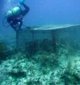 Diver Anne Prusak works on a cage used to contain fish atop a coral reef to study the role of diversity among herbivorous fishes. Diver Anne Prusak works on a cage used to contain fish atop a coral reef to study the role of diversity among herbivorous fishes.