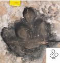 This Eubrontes dinosaur footprint -- including three toes and a heel -- measures roughly 16 inches long. Dinosaur footprints are named by their shape because the species and genus of animal that made them isn’t known, although Eubrontes tracks are believed to have been made by upright-walking, meat-eaters smaller than Tyrannosaurus rex. Eubrontes is one of four types of dinosaur footprints identified by University of Utah geologists at a Jurassic Period dinosaur "trample surface" in northern Arizona. The footprints previously had been thought to be modern potholes eroded by water. The inset outlines the footprint shape. This Eubrontes dinosaur footprint -- including three toes and a heel -- measures roughly 16 inches long. Dinosaur footprints are named by their shape because the species and genus of animal that made them isn’t known, although Eubrontes tracks are believed to have been made by upright-walking, meat-eaters smaller than Tyrannosaurus rex. Eubrontes is one of four types of dinosaur footprints identified by University of Utah geologists at a Jurassic Period dinosaur "trample surface" in northern Arizona. The footprints previously had been thought to be modern potholes eroded by water. The inset outlines the footprint shape.