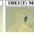 Comparison of expression of a reporter gene under the regulatory control of a wild type and mutant Shh brain enhancer - SBE2 (blue). Note that the reporter  gene is expressed more fully from the wild type (WT) versus the mutant (Mut) Shh enhancer in the hypothalamus of a 10-day-old mouse embryo.