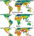 The study found that species turnover in amphibians more closely follows changes in the environment when compared to birds.