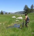 Stanford biology graduate student Sarah McMenamin surveying a pond in Yellowstone National Park for frogs and salamanders. Stanford biology graduate student Sarah McMenamin surveying a pond in Yellowstone National Park for frogs and salamanders.