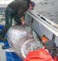 Dr. Michael Stokesbury of Dalhousie University tags a giant bluefin caught in the Gulf of St. Lawrence off Nova Scotia, Canada. The fish, estimated at 1,250 pounds, was released with the 1,000th electronic tag deployed through the Tag-A-Giant research campaign.