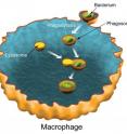 Phagocytosis is the process by which a macrophage type white blood cell engulfs a bacterium in a membrane-bound shell called a phagosome. The phagosome fuses with a lysosome which carries digestive enzymes that destroy the bacterium.