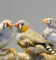 Clayton discovered in 1992 that gene expression changes in the brain of a zebra finch or canary when it hears a new song from a male of the same species. Clayton discovered in 1992 that gene expression changes in the brain of a zebra finch or canary when it hears a new song from a male of the same species.