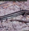 Lerista microtis. Lerista microtis.