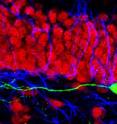 Newborn neurons lacking cdk5 (green) extend aberrant dendrites that nonetheless synaptically integrate into the pre-existing dentate circuitry containing neurons (red) and glial cells (blue). Newborn neurons lacking cdk5 (green) extend aberrant dendrites that nonetheless synaptically integrate into the pre-existing dentate circuitry containing neurons (red) and glial cells (blue).
