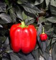 Researchers work to improve bell pepper resistance to Root-knot nematodes