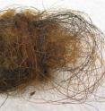 Ball of permafrost-preserved mammoth hair containing thick outer-coat and thin under-coat hairs. Ball of permafrost-preserved mammoth hair containing thick outer-coat and thin under-coat hairs.