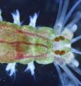 The larvae of marine ragworm Platynereis dumerilii have the simplest eyes that exist. They resemble the first eyes that developed in animal evolution and allow the larvae to navigate guided by light. The larvae of marine ragworm Platynereis dumerilii have the simplest eyes that exist. They resemble the first eyes that developed in animal evolution and allow the larvae to navigate guided by light.
