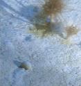 The giant deep sea protist, <i>Gromia sphaerica</i>, approaches three large cup corals growing on a half-buried sea urchin. The giant deep sea protist, <i>Gromia sphaerica</i>, approaches three large cup corals growing on a half-buried sea urchin.