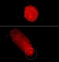 These images were taken from a video illustrating a new technique that uses a laser and holograms to precisely position clusters of numerous tiny particles within seconds, representing a potential new tool to analyze biological samples or create devices using "nanoassembly." The red dots are individual particles. The video is available online at http://ecommons.cornell.edu/handle/1813/11399 These images were taken from a video illustrating a new technique that uses a laser and holograms to precisely position clusters of numerous tiny particles within seconds, representing a potential new tool to analyze biological samples or create devices using "nanoassembly." The red dots are individual particles. The video is available online at http://ecommons.cornell.edu/handle/1813/11399