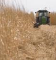 Converting agricultural land to perennial grasses, such as Miscanthus, has a beneficial effect on soil carbon. Converting agricultural land to perennial grasses, such as Miscanthus, has a beneficial effect on soil carbon.