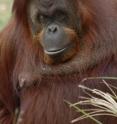This orangutan's spontaneous whistling is providing scientists at Great Ape Trust of Iowa new insights into the evolution of speech and learning. This orangutan's spontaneous whistling is providing scientists at Great Ape Trust of Iowa new insights into the evolution of speech and learning.