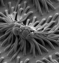 Illustration of the adhesive and particle trapping potential of the helically assembling bristle. Shown: Low-magnification SEM showing the capture of the 2.5-mm polystyrene spheres. Scale bar, 10 mm. Illustration of the adhesive and particle trapping potential of the helically assembling bristle. Shown: Low-magnification SEM showing the capture of the 2.5-mm polystyrene spheres. Scale bar, 10 mm.