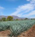 This is an agave field in Mexico. This is an agave field in Mexico.