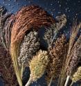 The rich diversity of Sorghum species is depicted here. The rich diversity of Sorghum species is depicted here.