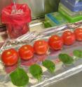 Salmonella-contaminated produce -- contained in a biosafety cabinet -- are tested using Brehm-Stecher and Bisha's tape-FISH method. Salmonella-contaminated produce -- contained in a biosafety cabinet -- are tested using Brehm-Stecher and Bisha's tape-FISH method.