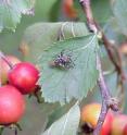Two hawthorn flies, Rhagoletis pomonella, mate on a hawthorn leaf. Two hawthorn flies, Rhagoletis pomonella, mate on a hawthorn leaf.