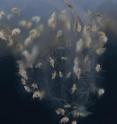 This is a photo of sand fleas (amphipod crustaceans) under nearshore ice in the Beaufort Sea. Ice-associated amphipods are a major food source for Arctic cod, in turn the main prey for ice seals.