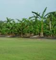 Researchers examine bananas for landscape potential in experimental plots.