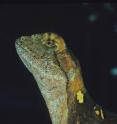 Enyalius leechi is a rare lizard that lives on the shaded forest floor and
in small trees in rainforests of the southern Amazon. Enyalius leechi is a rare lizard that lives on the shaded forest floor and
in small trees in rainforests of the southern Amazon.