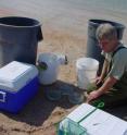 This is lead author Dr. David Conover spawning eggs of the Atlantic silverside, Menidia menidia, on a beach in St. Augustine, Fla. This is lead author Dr. David Conover spawning eggs of the Atlantic silverside, Menidia menidia, on a beach in St. Augustine, Fla.