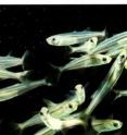 Stony Brook University scientists reversed "undesirable" evolution in the Atlantic silverside, Menidia Menidia. Stony Brook University scientists reversed "undesirable" evolution in the Atlantic silverside, Menidia Menidia.