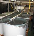 Research was conducted in tanks at the Flax Pond Marine Laboratory in Long Island, N.Y., pictured. Research was conducted in tanks at the Flax Pond Marine Laboratory in Long Island, N.Y., pictured.